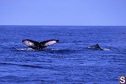 Two Whales on the Surface